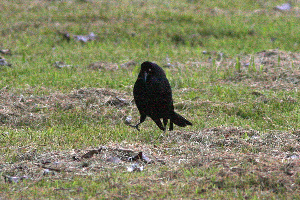 Image of Giant Cowbird