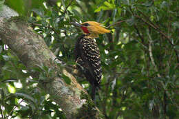 Image of Blond-crested Woodpecker