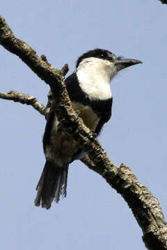 Image of Buff-bellied Puffbird