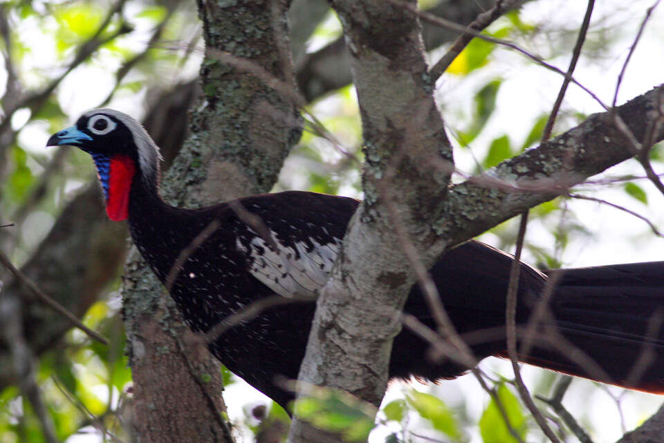 Image of Black Fronted Curassow