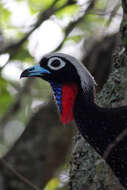 Image of Black Fronted Curassow