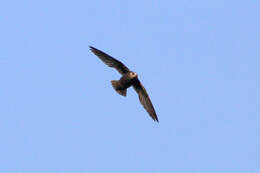 Image of Great Dusky Swift