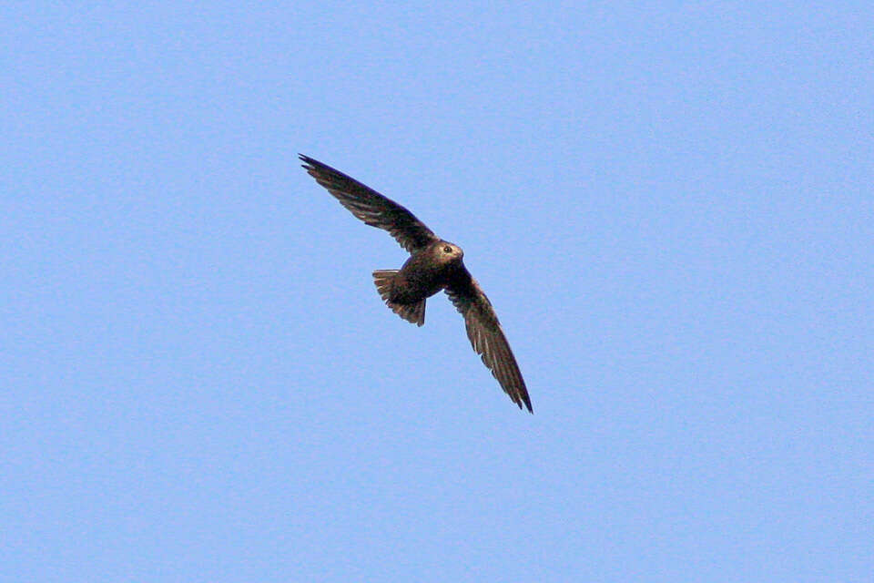 Image of Great Dusky Swift