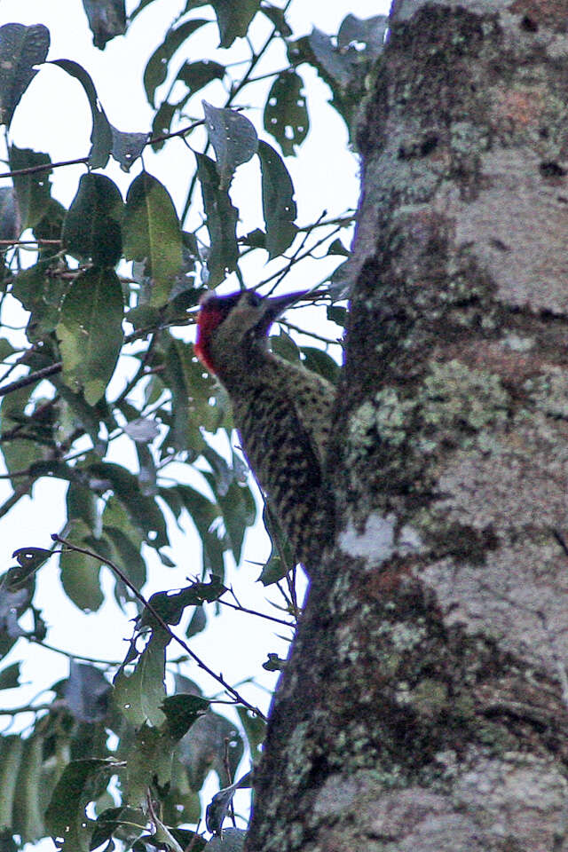 Image of Green-barred Woodpecker