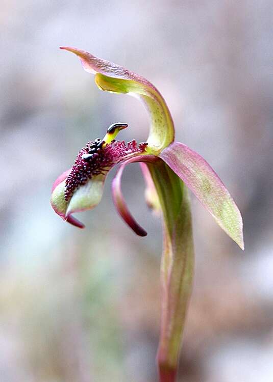 Image of Chiloglottis