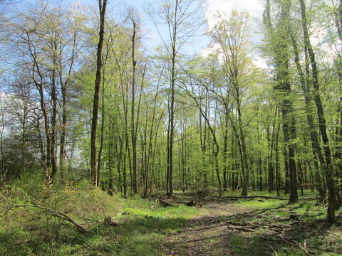 Image of European hornbeam