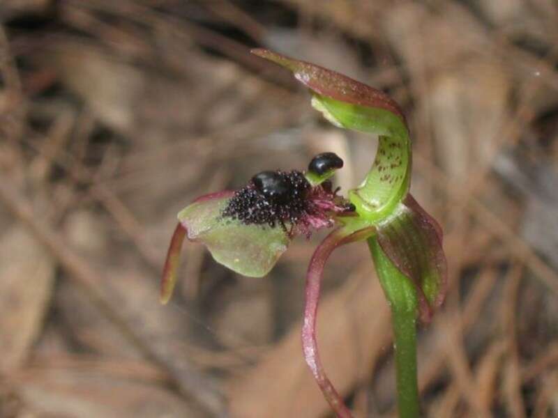 Imagem de Chiloglottis seminuda D. L. Jones