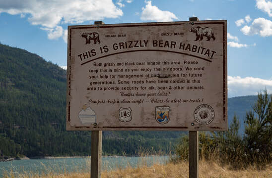 Image of grizzly bear