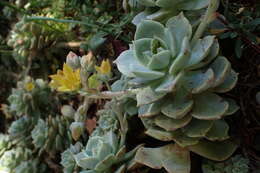 Image of Echeveria derenbergii J. A. Purpus