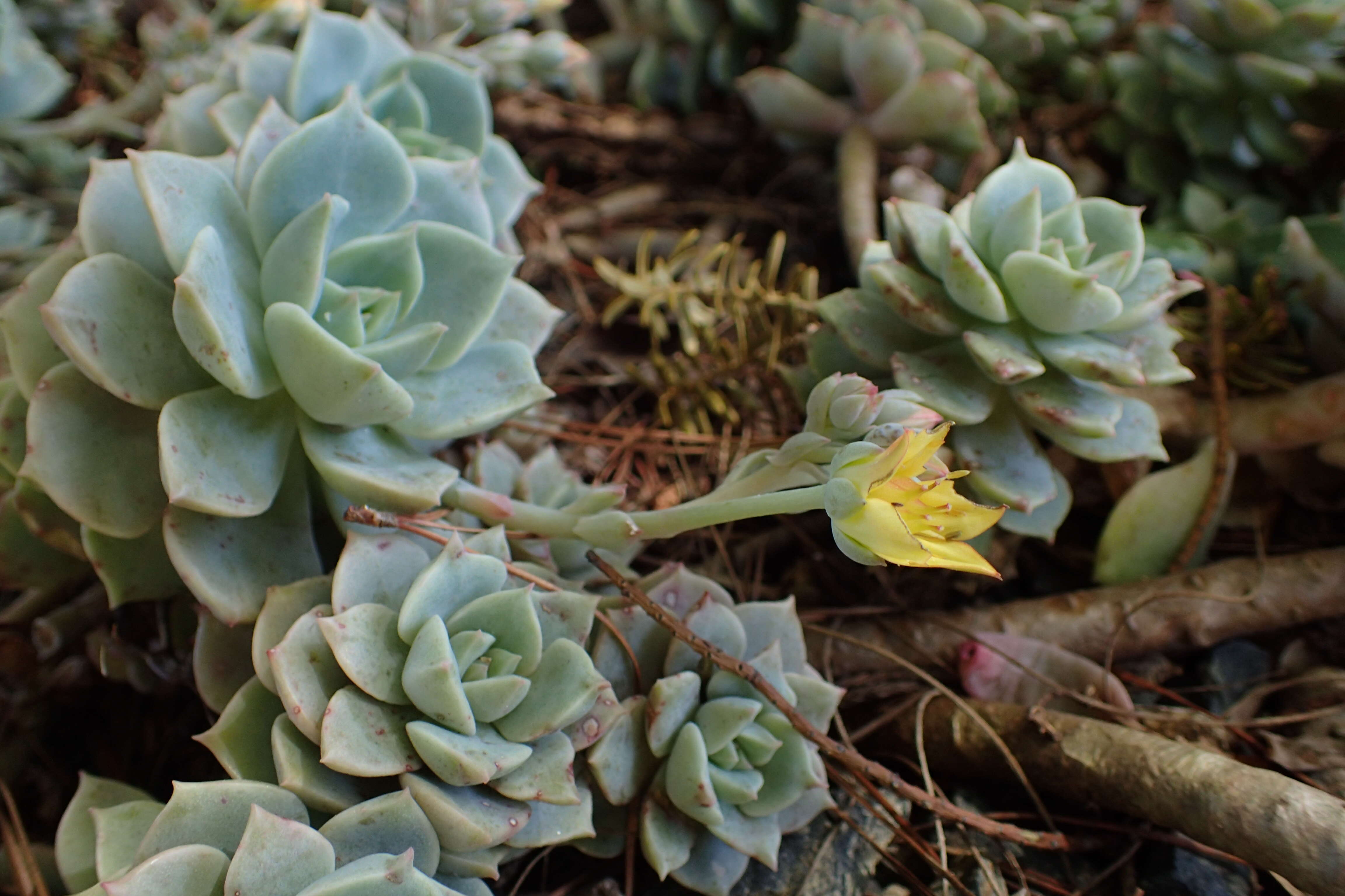 Image of Echeveria derenbergii J. A. Purpus