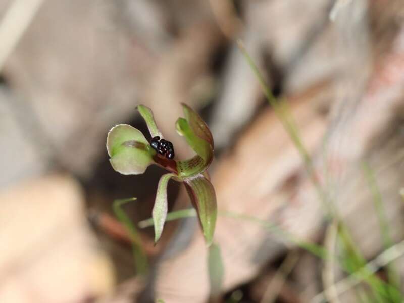 Imagem de Chiloglottis trapeziformis Fitzg.