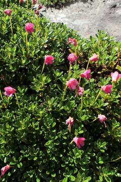 Image of bent-style rhododendron