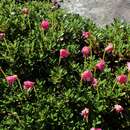 Image of bent-style rhododendron