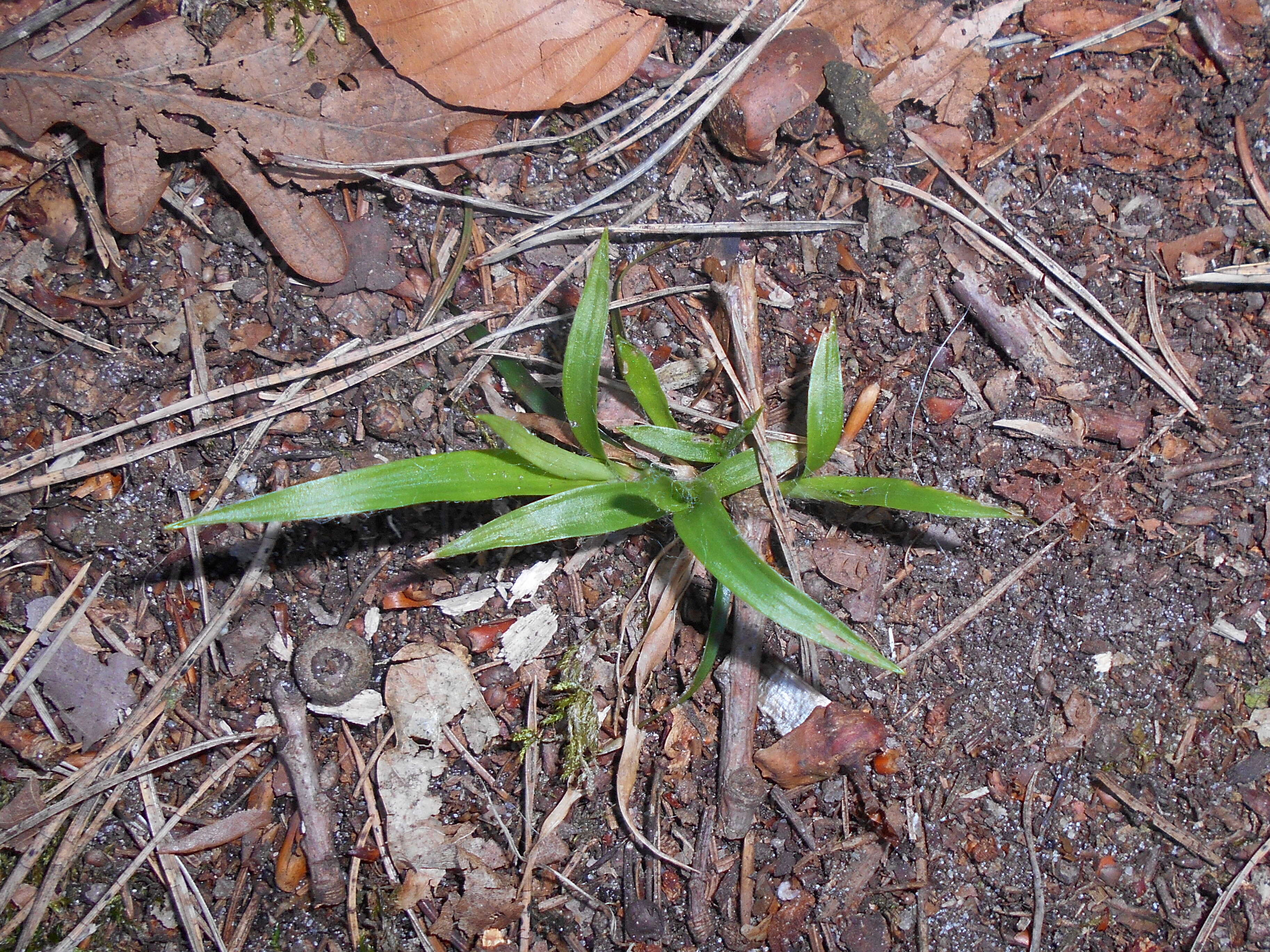 Imagem de Luzula pilosa (L.) Willd.