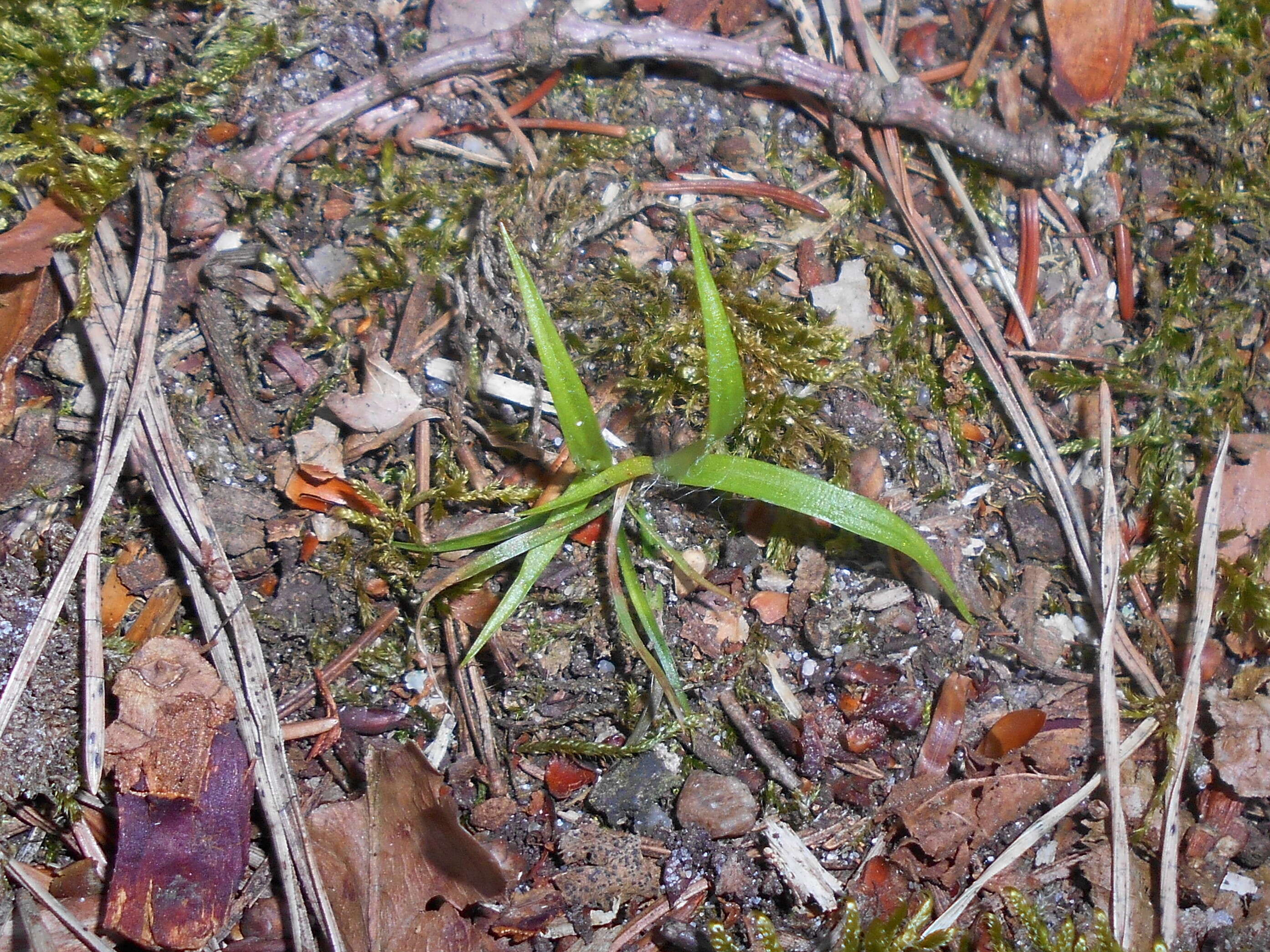 Imagem de Luzula pilosa (L.) Willd.