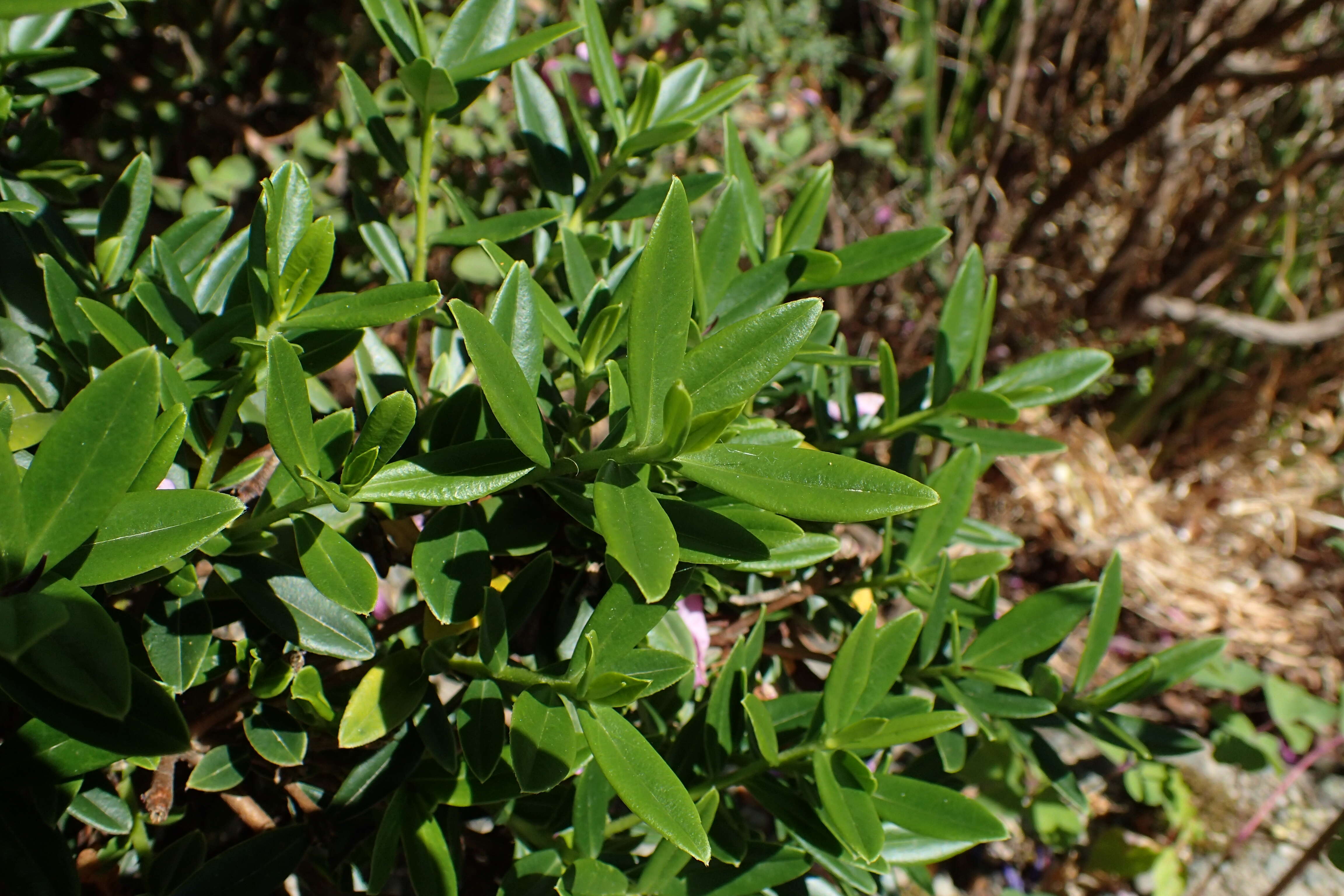 Image of Daphne tangutica Maxim.