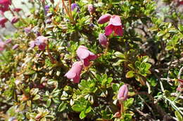 Imagem de Rhododendron campylogynum Franch.