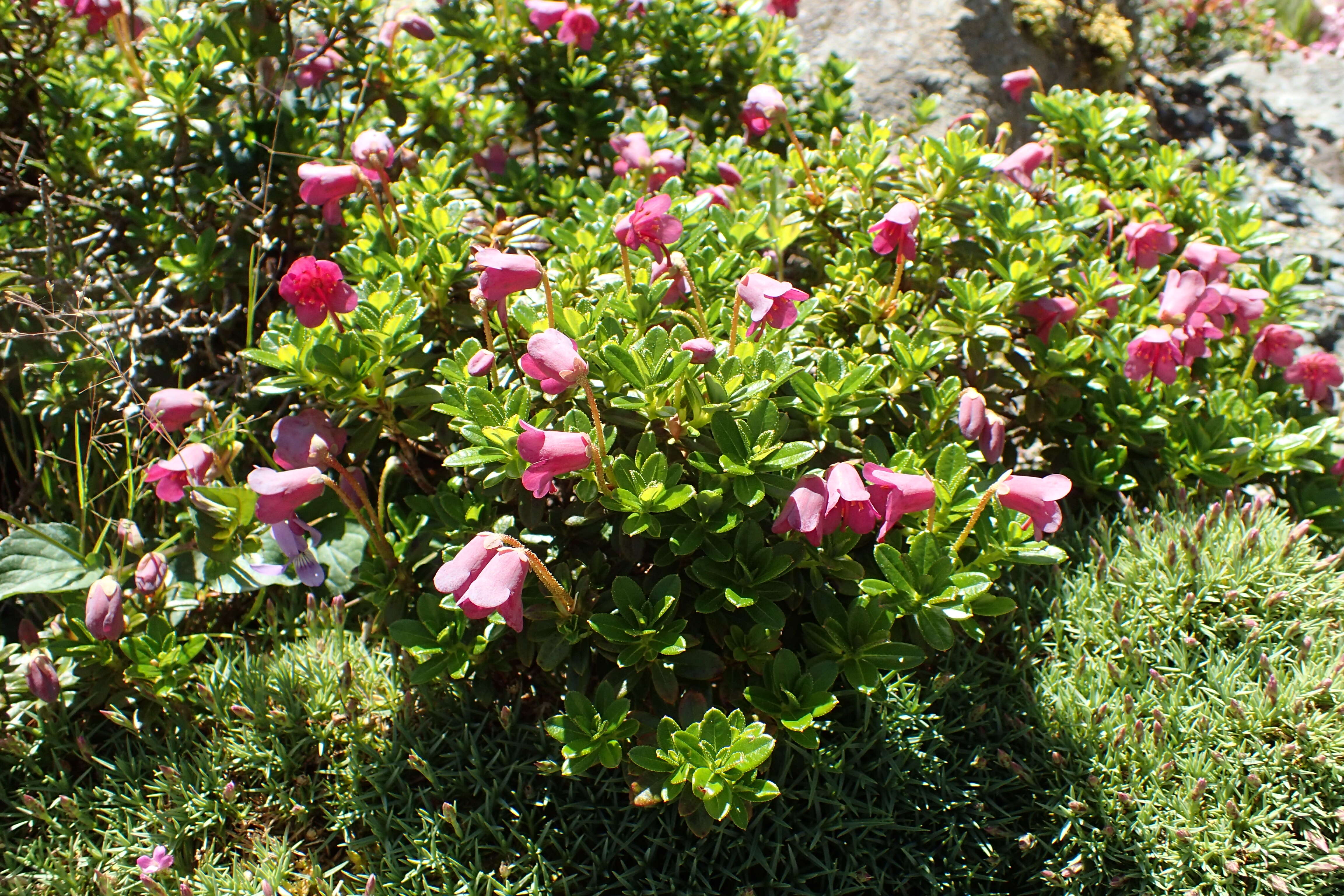 Imagem de Rhododendron campylogynum Franch.