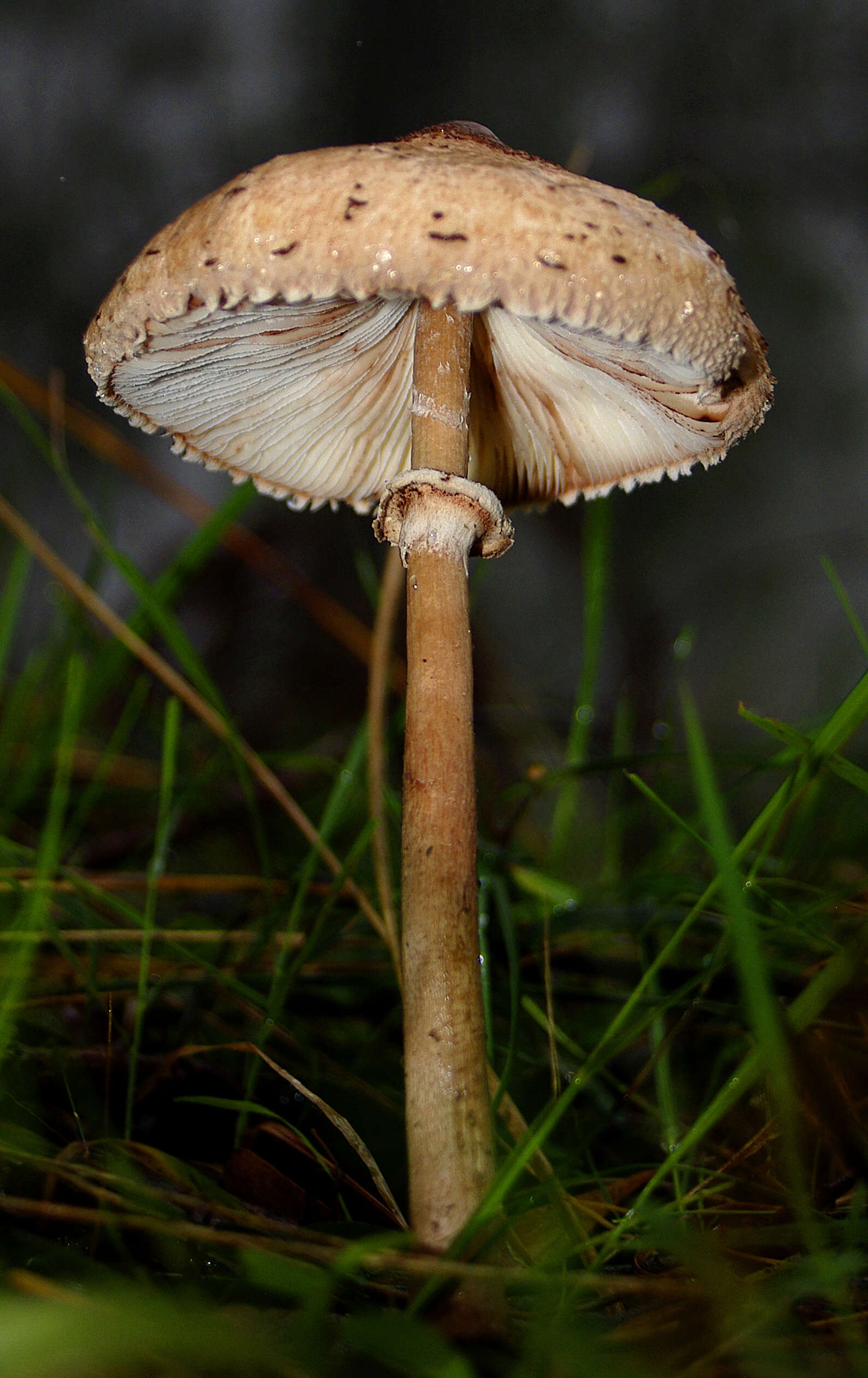 Image of Macrolepiota clelandii Grgur. 1997