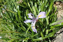 Image of toughleaf iris