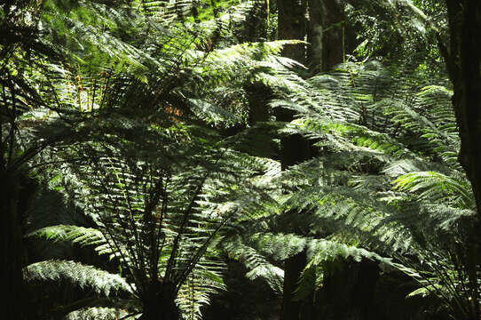 Image of Australian Tree Fern