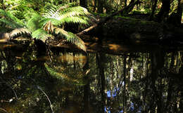 Image of Australian Tree Fern