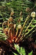 Image of Australian Tree Fern