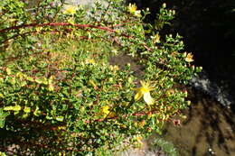 Image of Hypericum balearicum L.