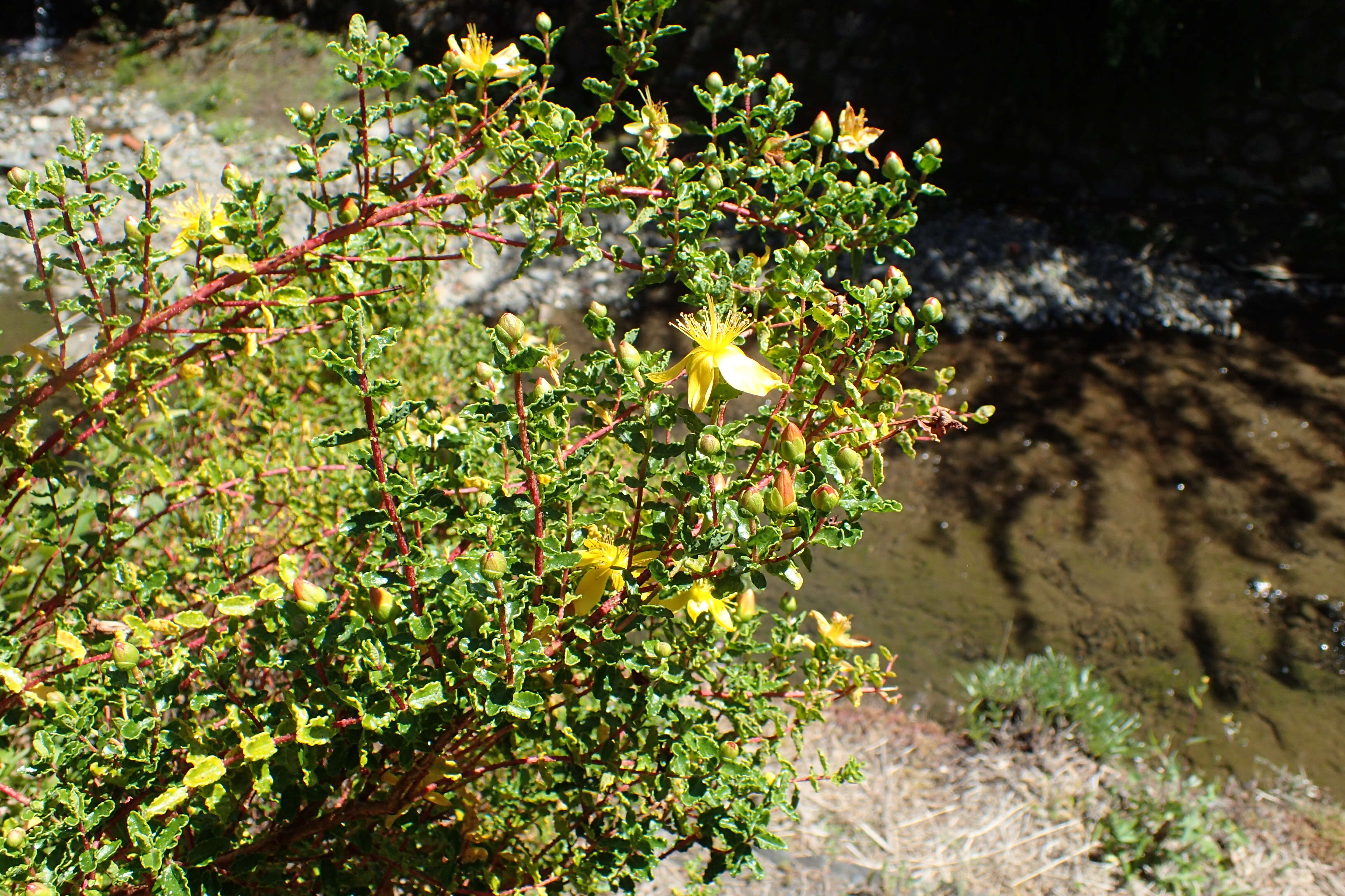 Image of Hypericum balearicum L.