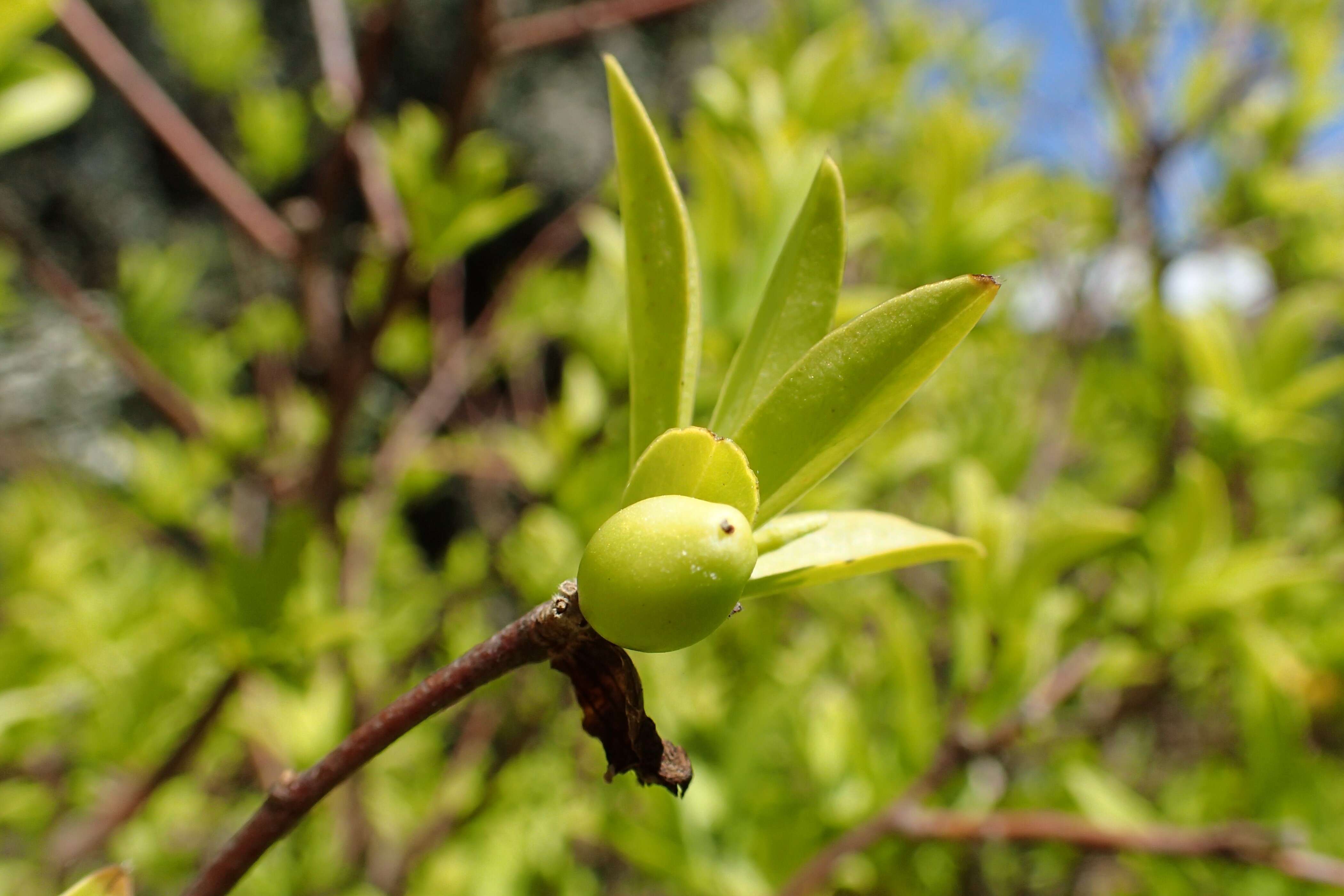 Image of Olive Daphne