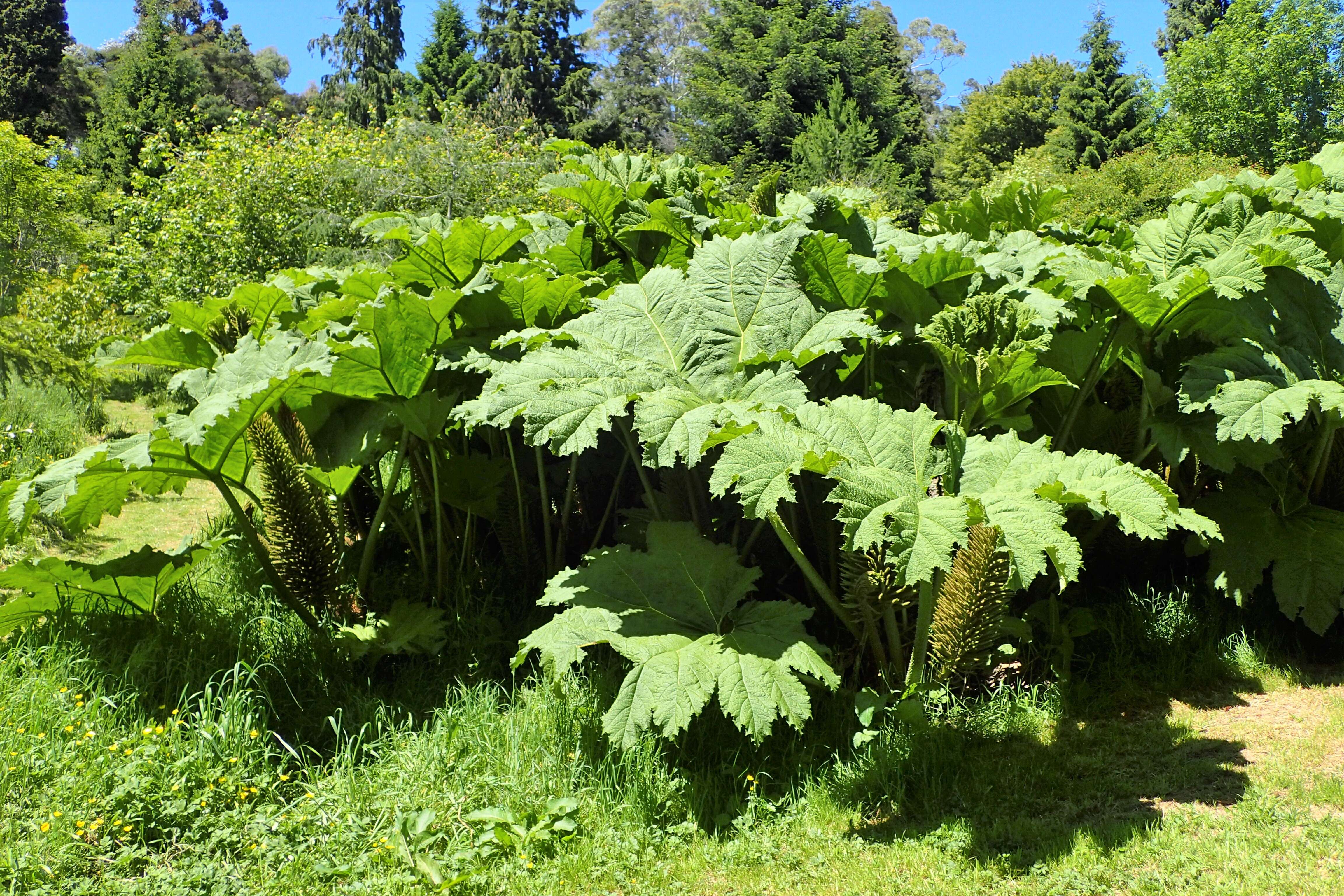 Image of giant rhubarb