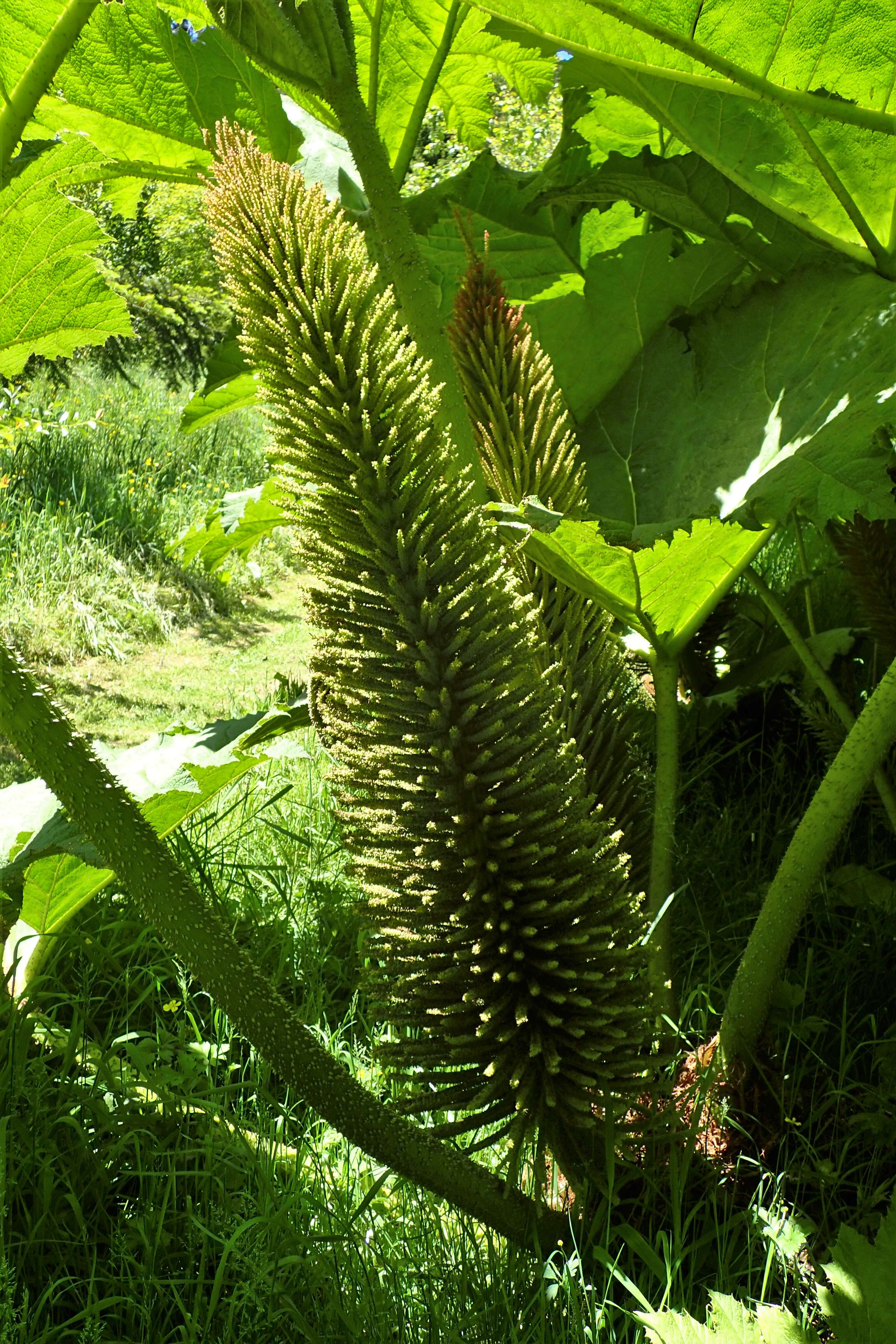 Image of giant rhubarb