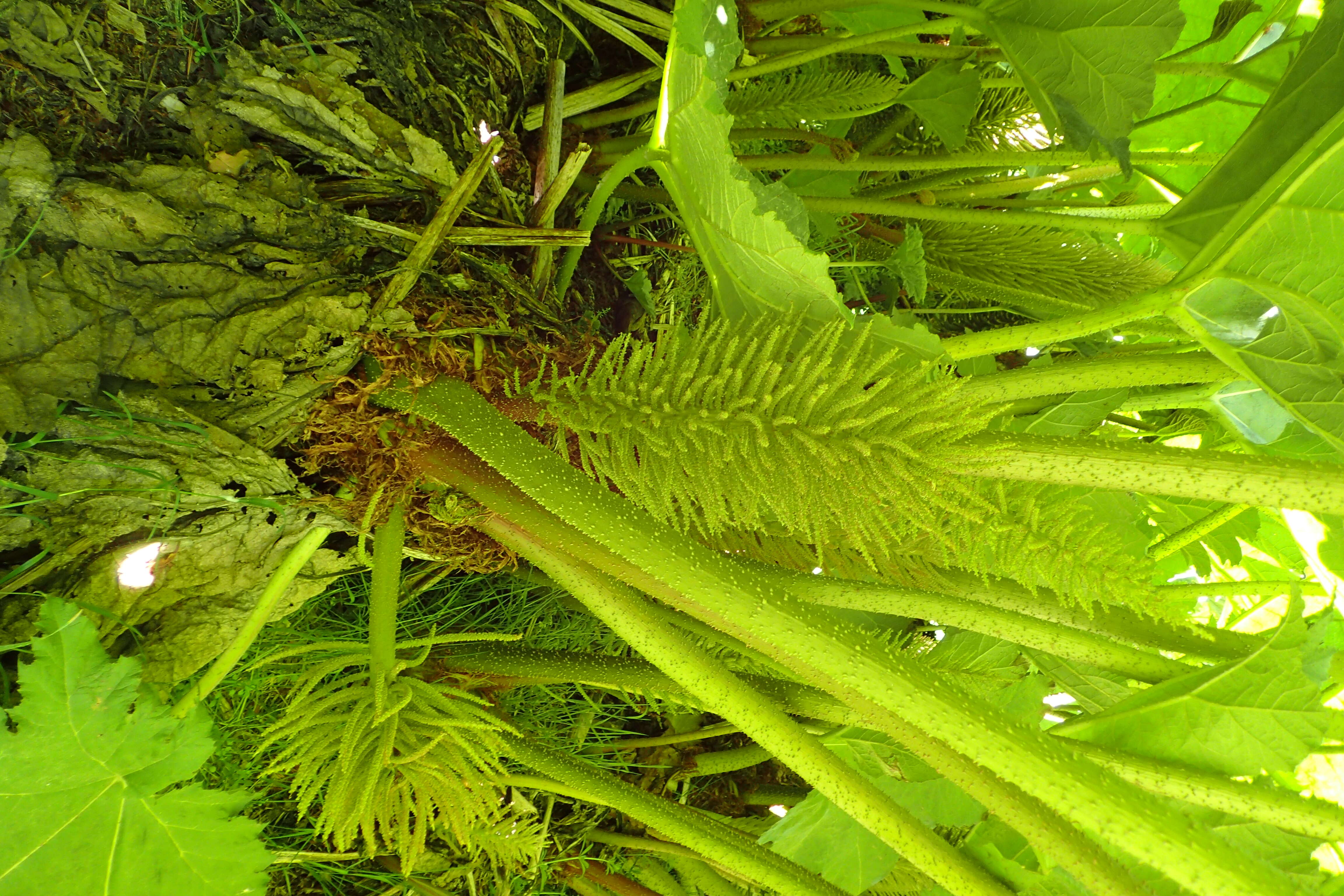 Image of giant rhubarb