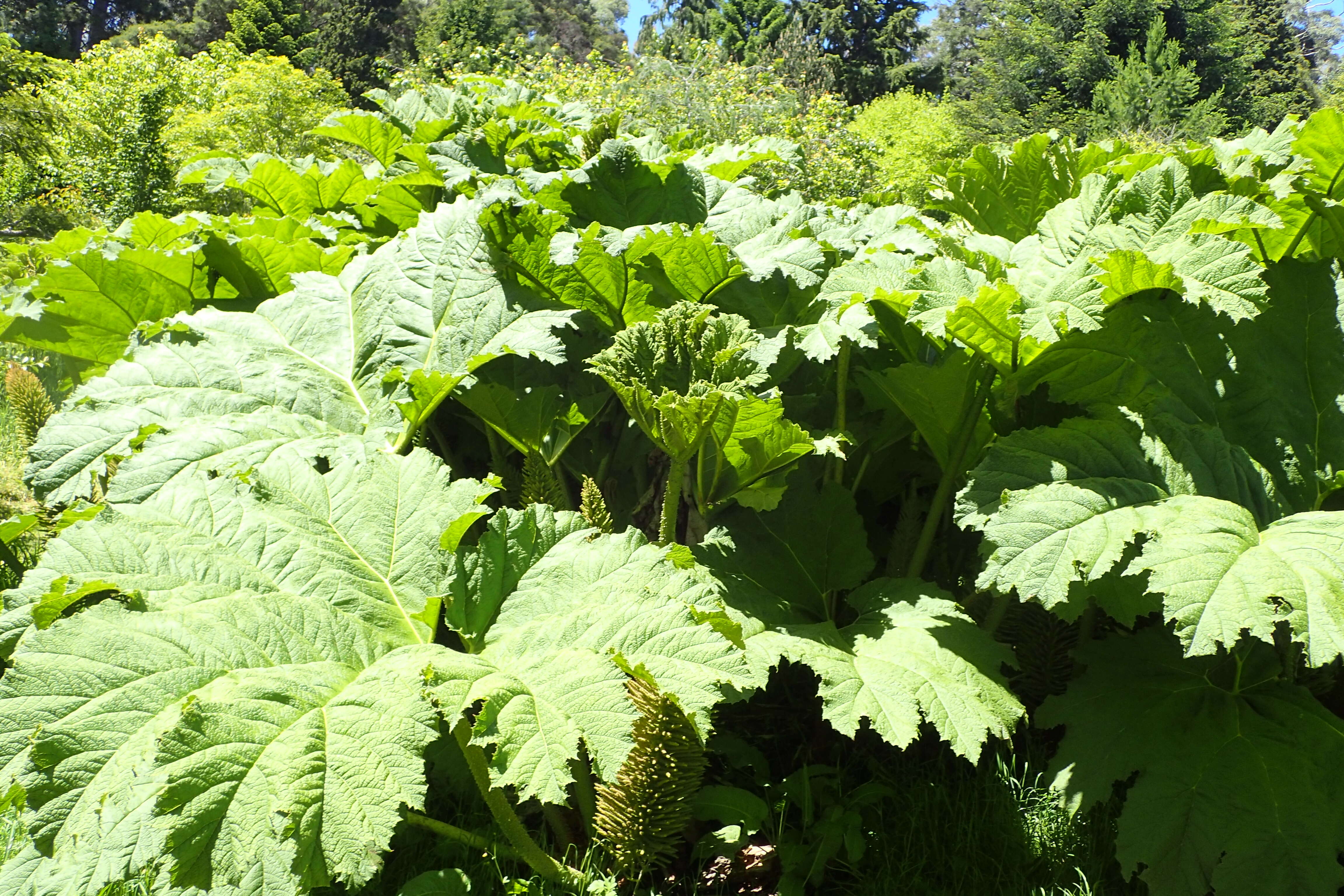 Image of giant rhubarb