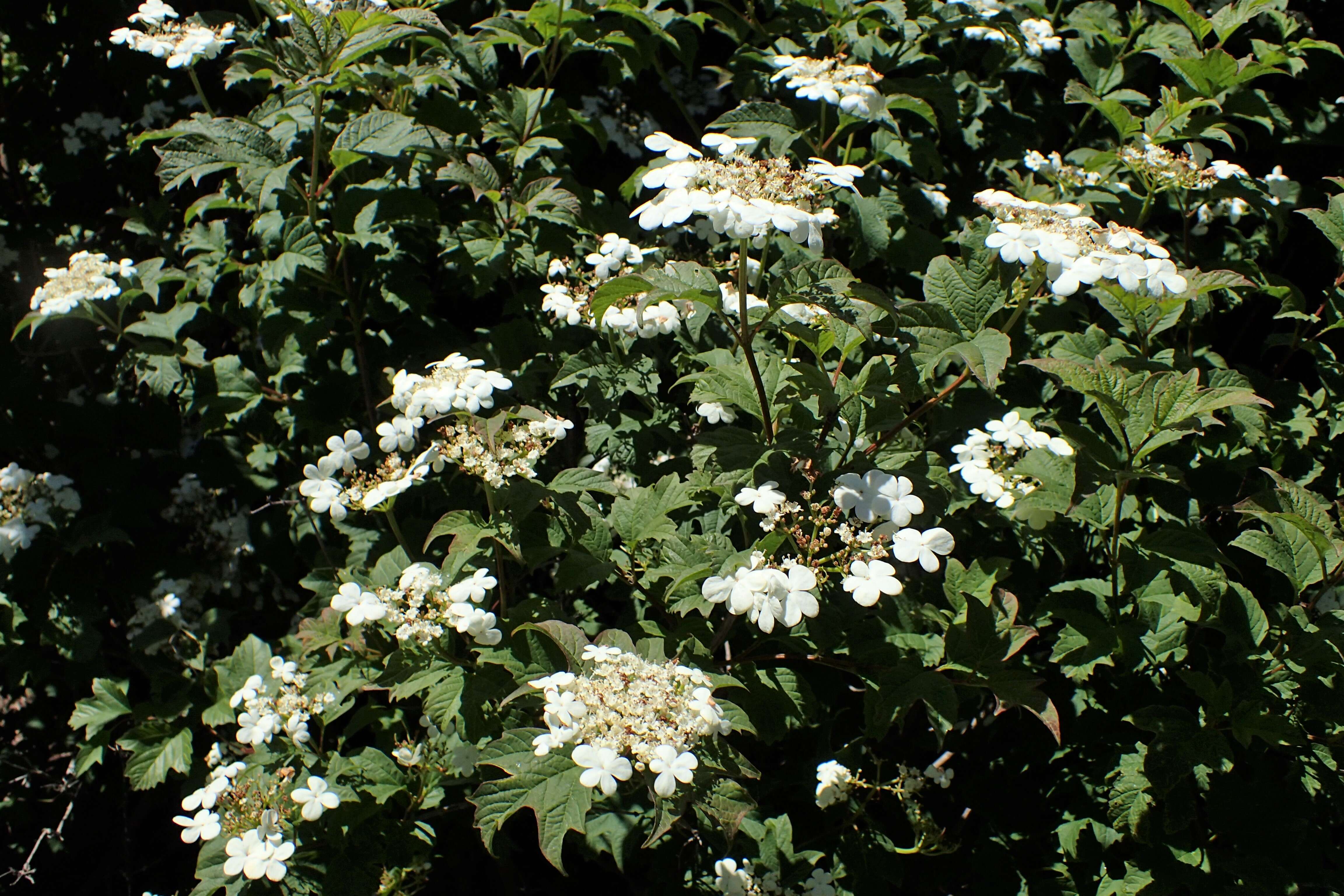 Image of Sargent's Viburnum