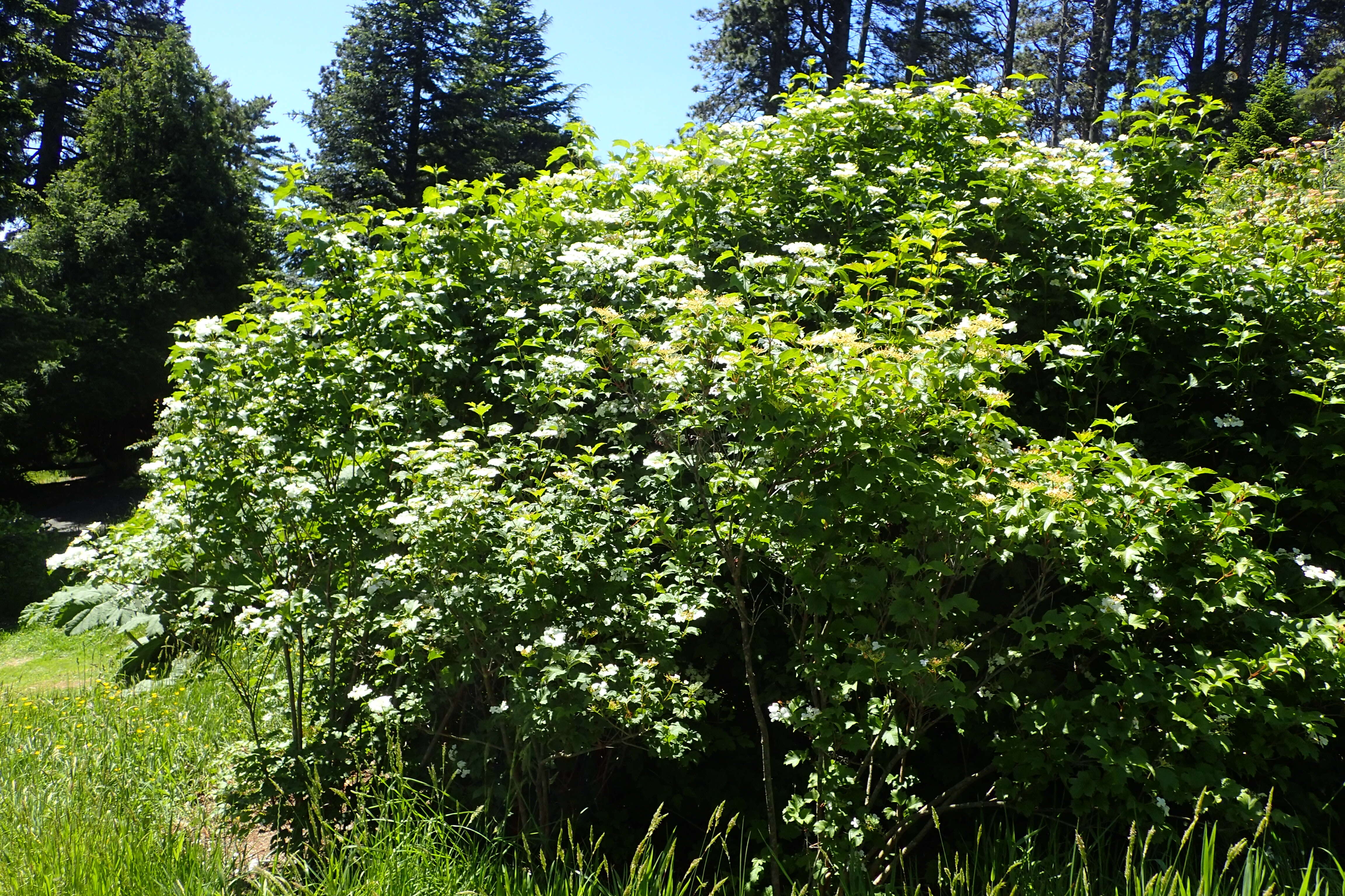 Image of Sargent's Viburnum