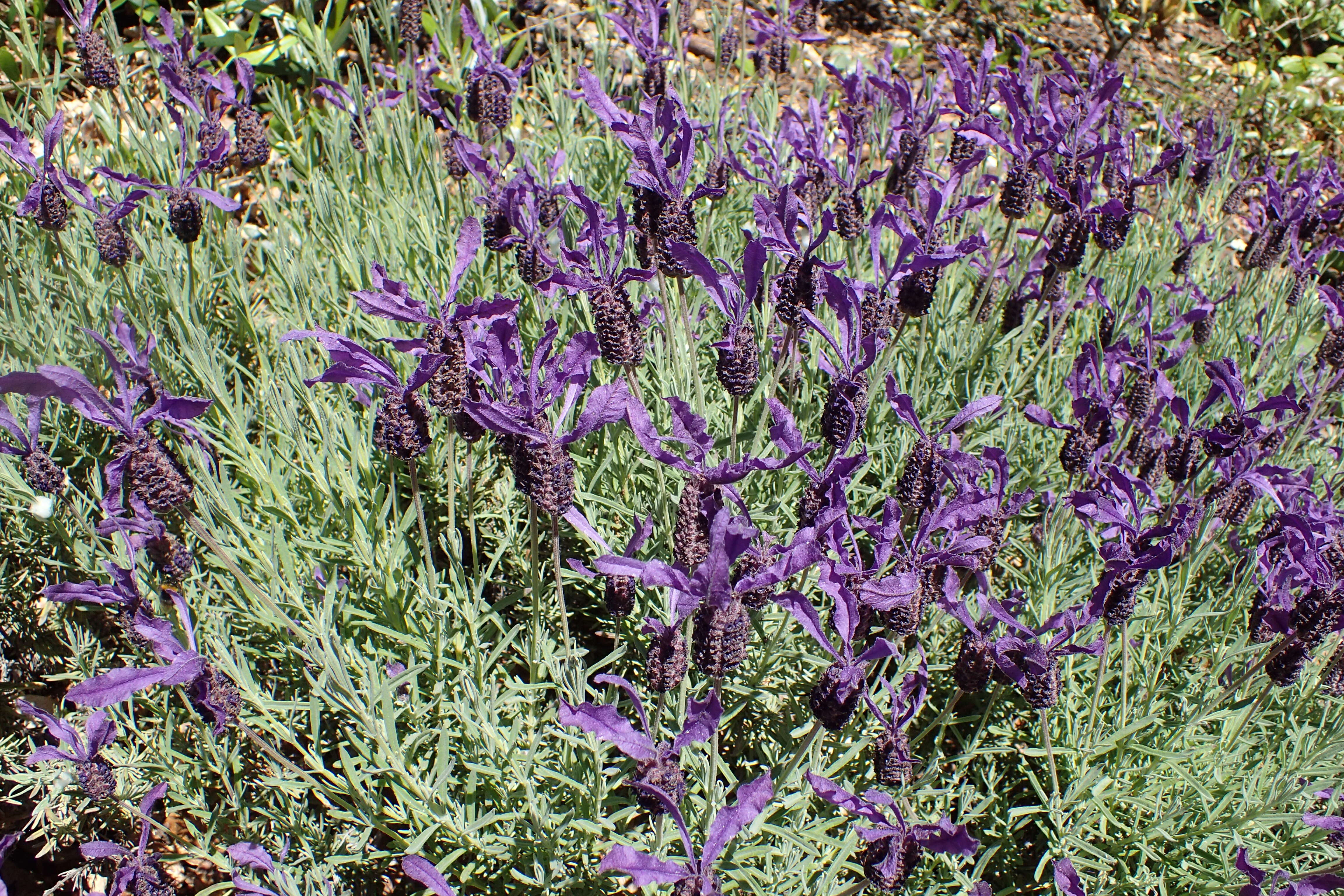 Image of French lavender