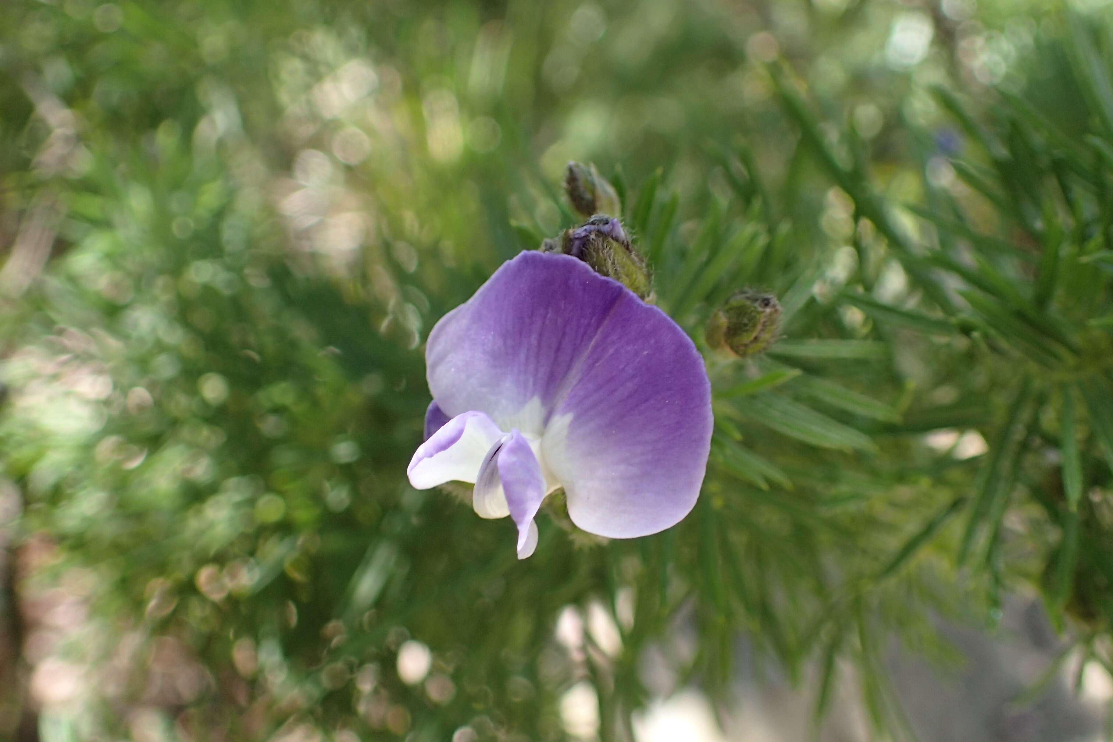 Plancia ëd Psoralea pinnata L.