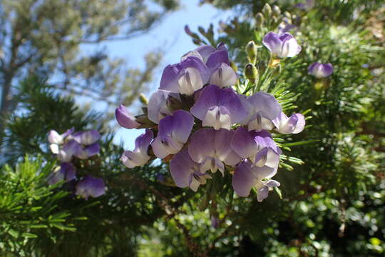 صورة Psoralea pinnata L.