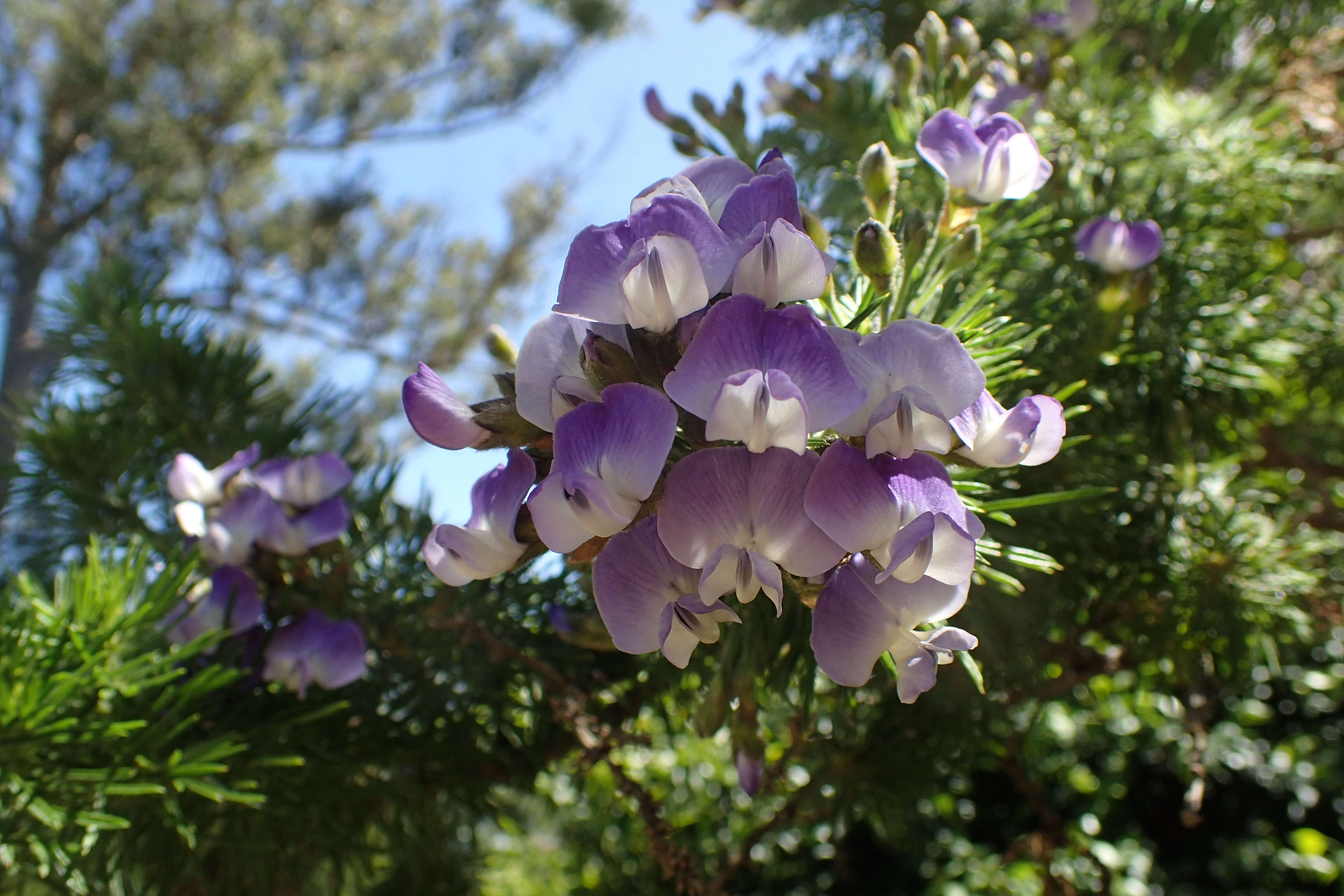 صورة Psoralea pinnata L.