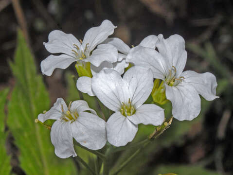 Image of Pinnate Coralroot