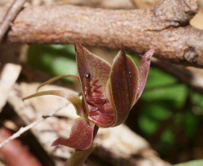 Image of Three-horned bird orchid