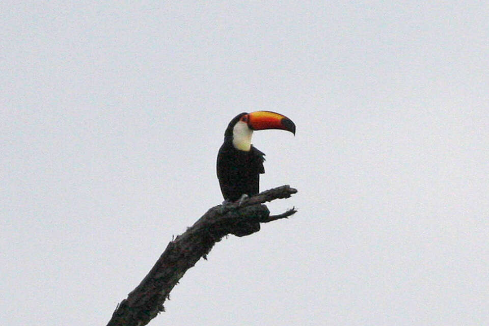 Image of Toco Toucan