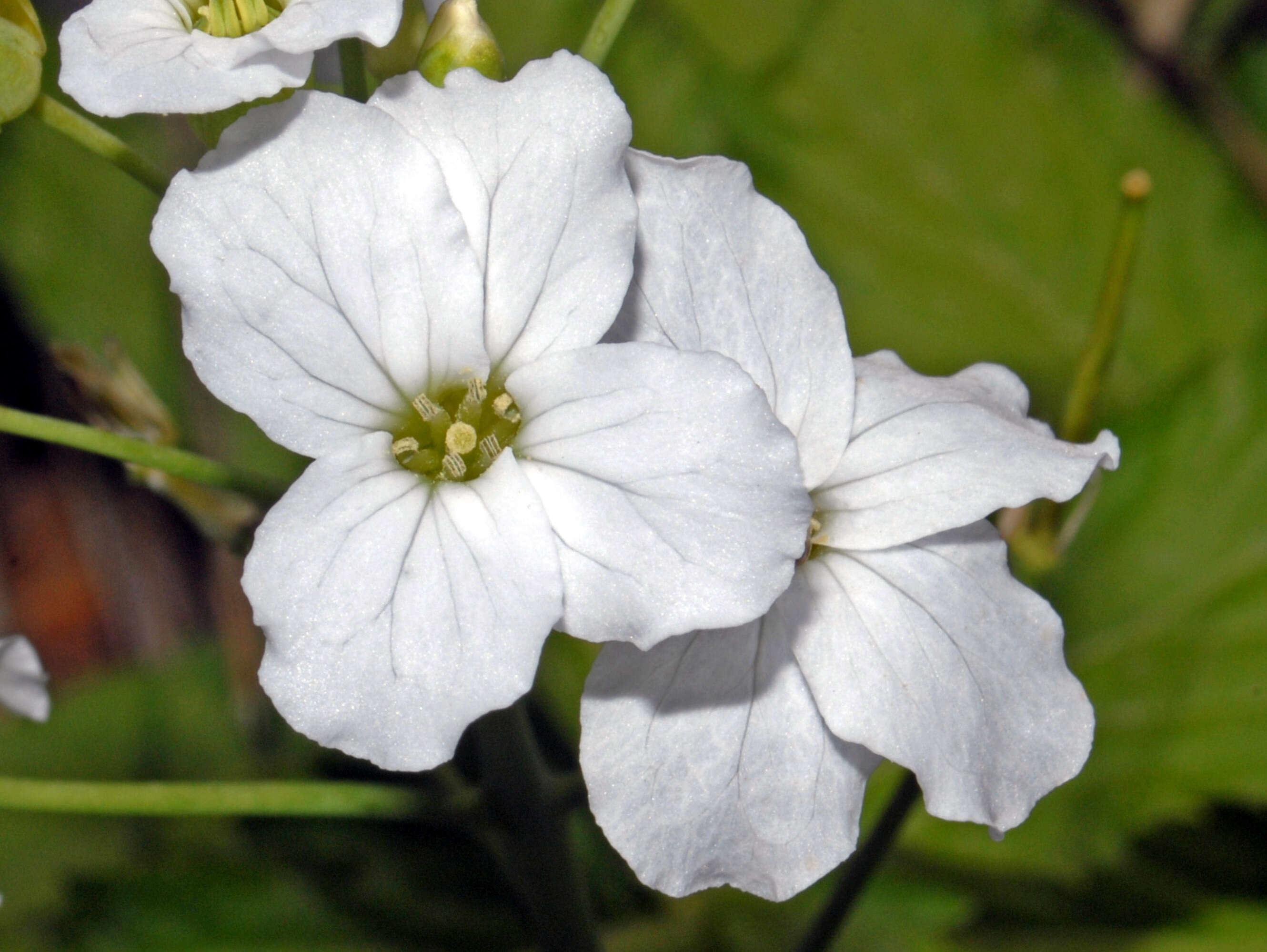 Image of Pinnate Coralroot