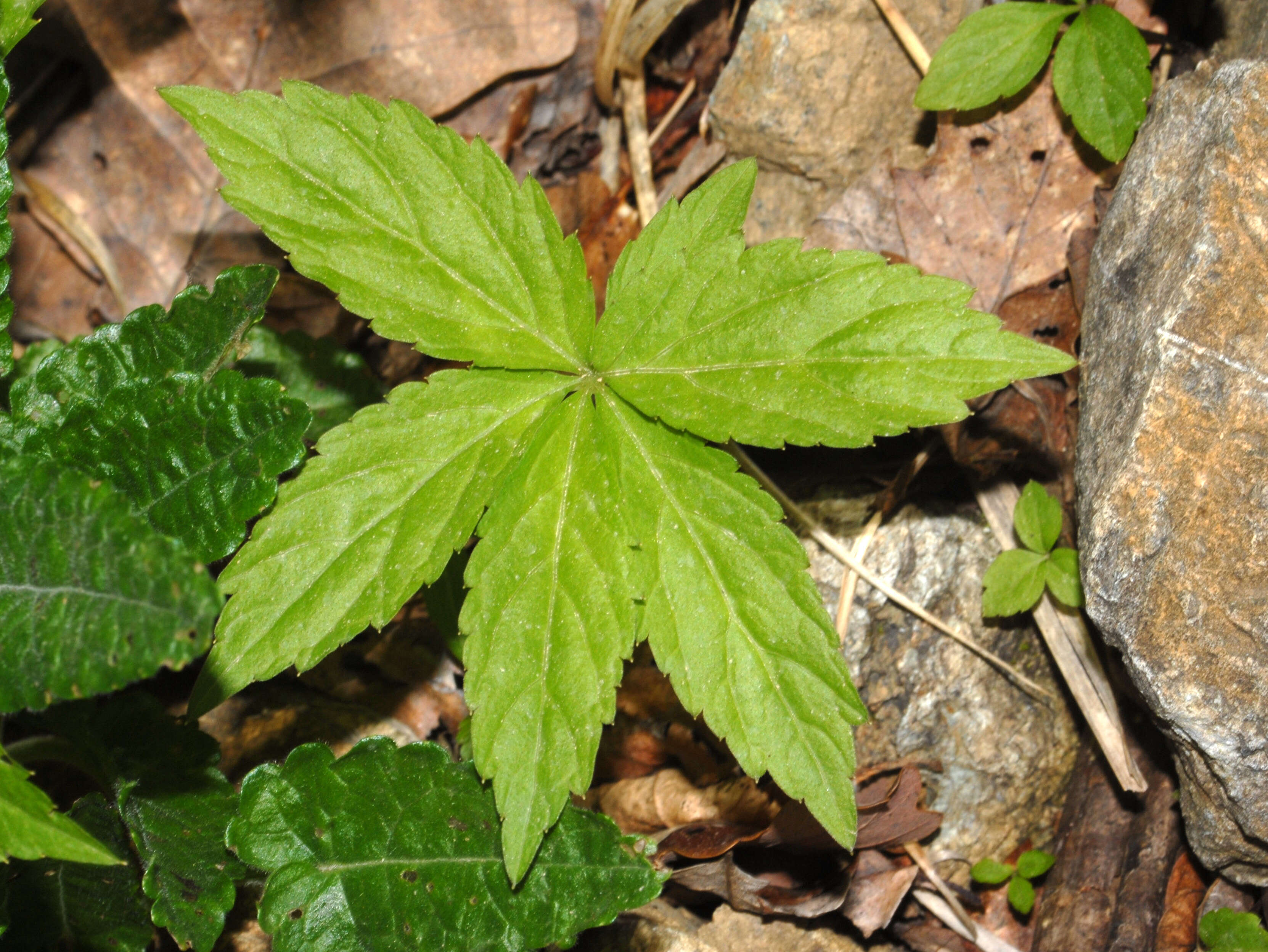 Image of Pinnate Coralroot