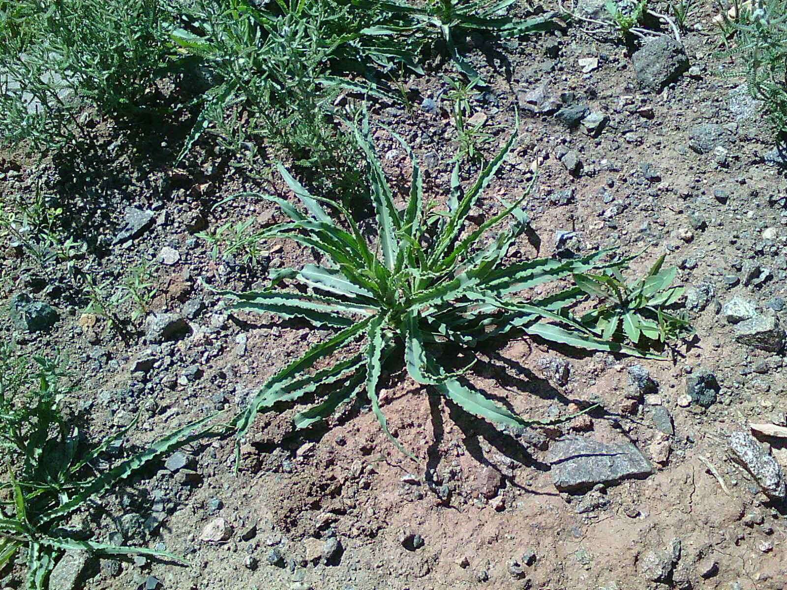 Image of yellow salsify