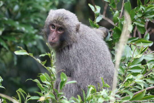 Image of Yakushima Macaque