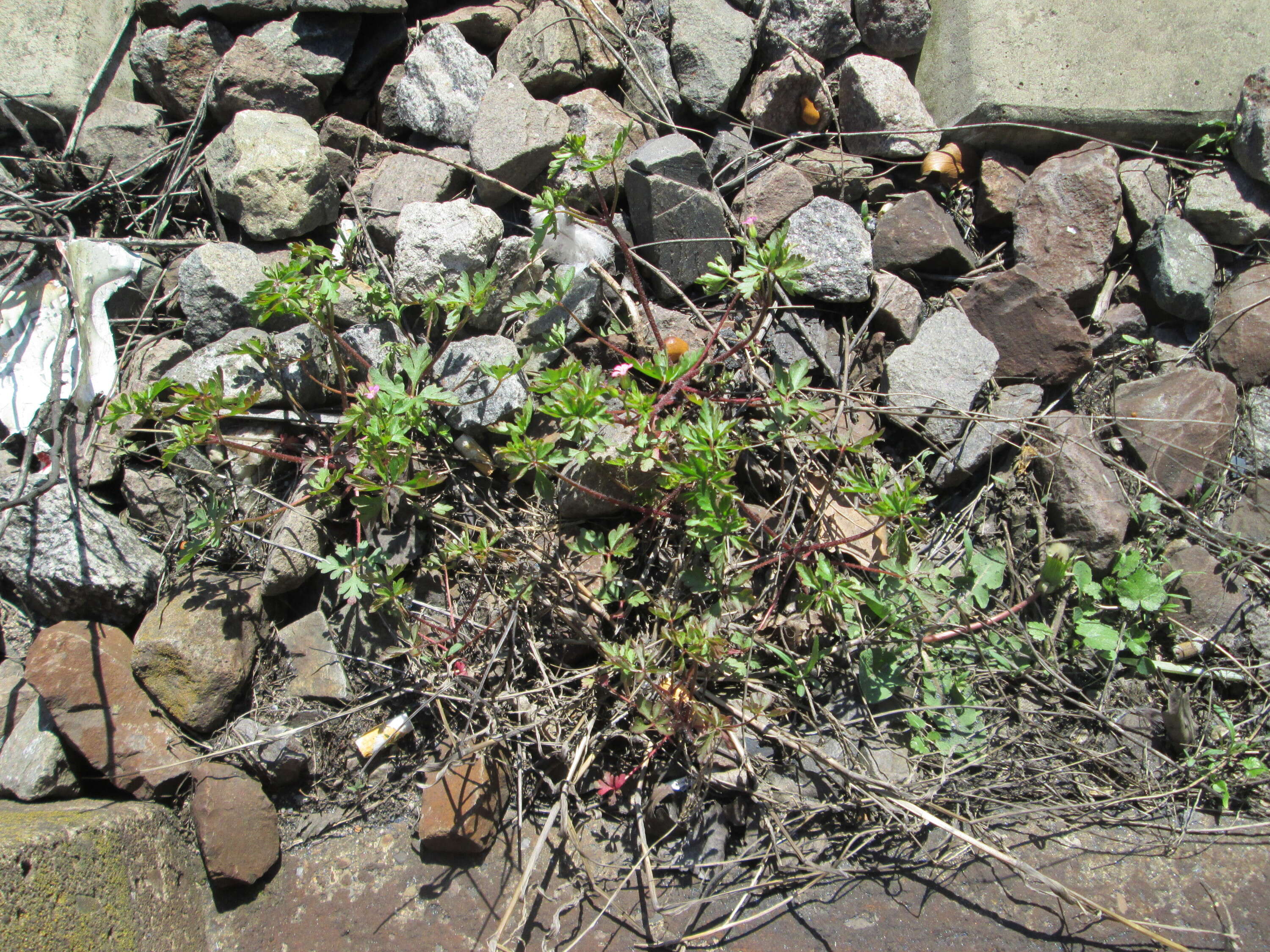 Imagem de Geranium robertianum L.