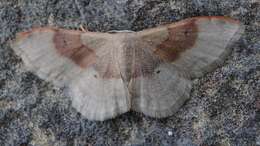 Image of Idaea degeneraria Hübner 1798