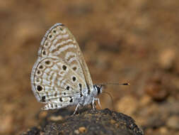 Image of African babul blue